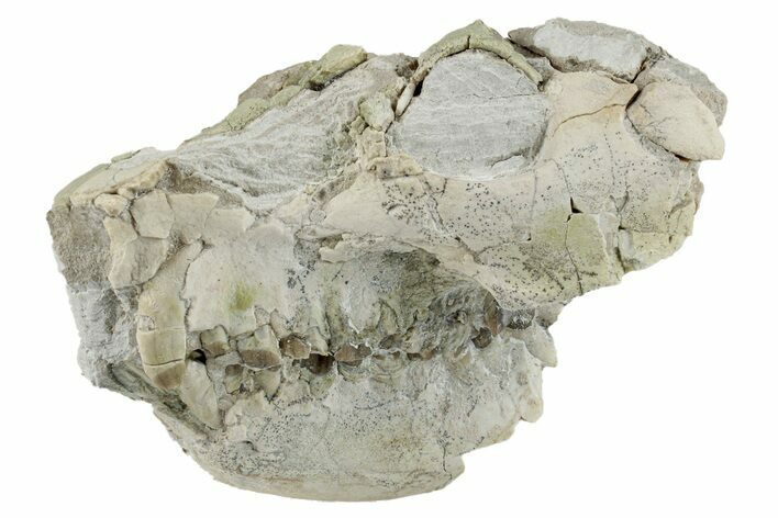 Bargain, Fossil Oreodont (Leptauchenia) Skull - South Dakota #269892